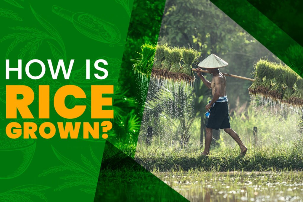 How is Rice Grown?