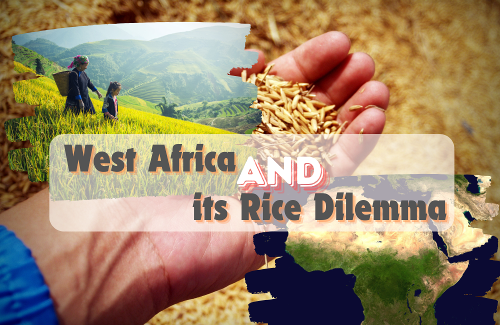 West Africa and Its Rice Dilemma by Vivek Gahlaut, Director - Terra Firma Commodities, Dubai UAE